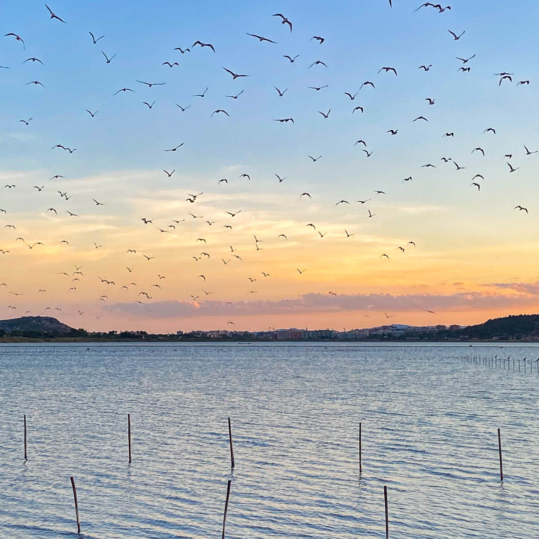 molentargius park cagliari